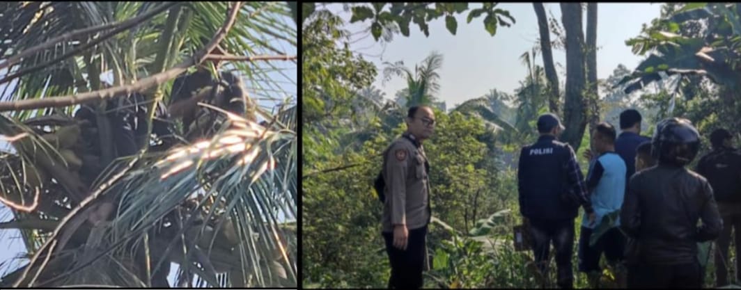 Polisi Bersama Instansi Terkait Evakuasi Jasad Pria Meninggal Diatas Pohon Kelapa