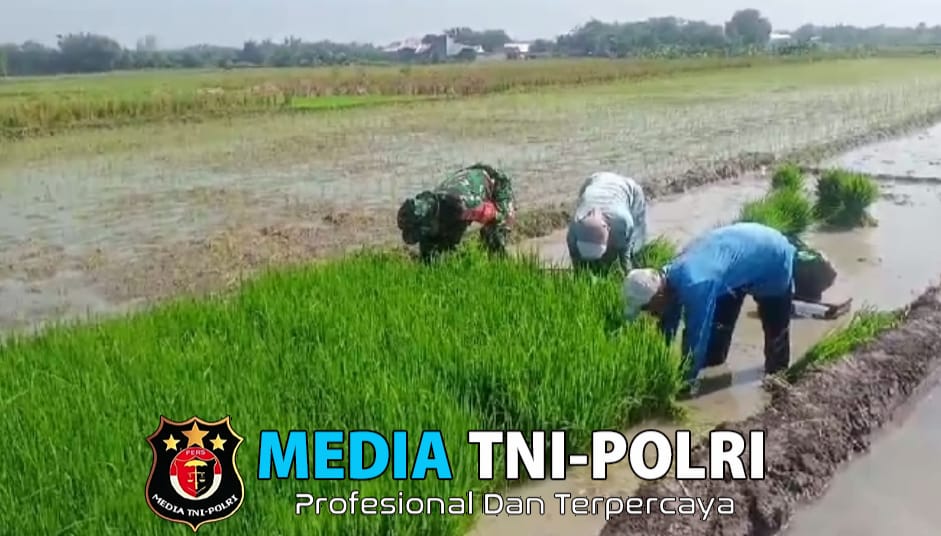 Babinsa Turun Tangan Bantu Petani Cabut Benih Padi, Wujudkan Sinergitas TNI dan Petani