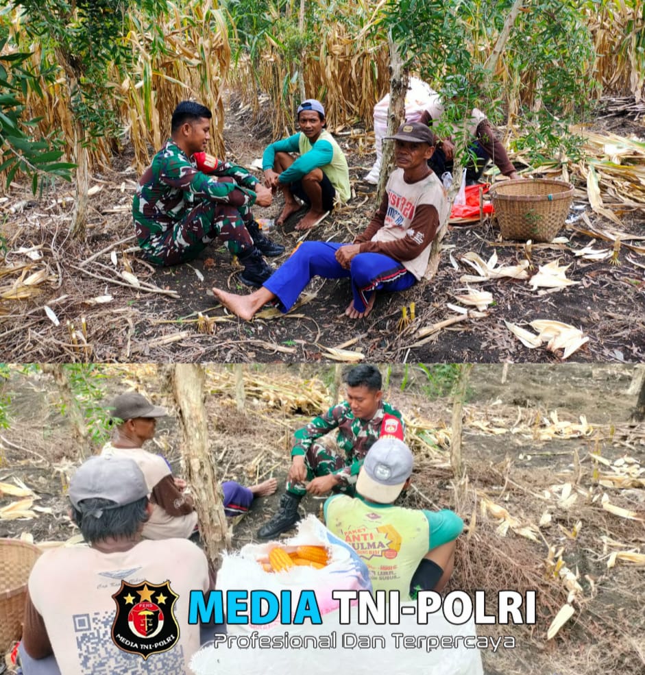 Soal Ketahanan Pangan,Babinsa Juwangi Juga Motivasi Kepada Petani Jagung