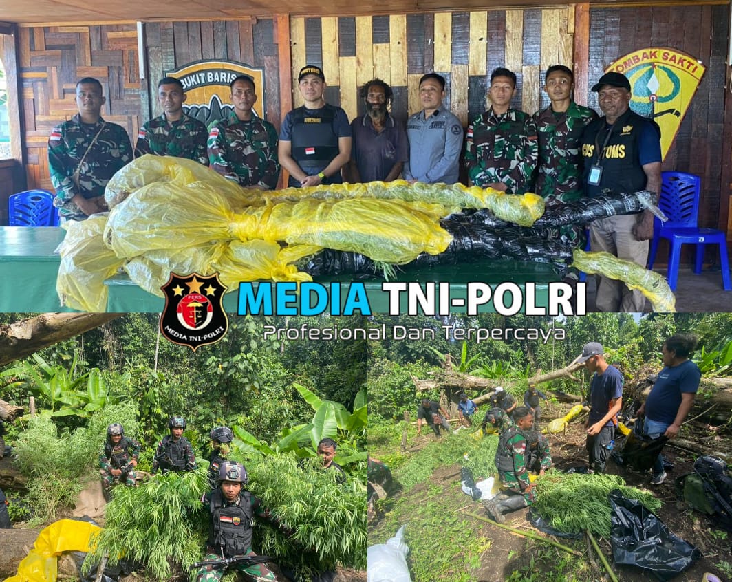Melintasi medan yang sulit, Lahan ganja seluas 600 Meter dan 50,25 Kg ganja siap panen, berhasil di temukan Personel Satgas Yonif 122/TS di batas Indonesia-Nugini