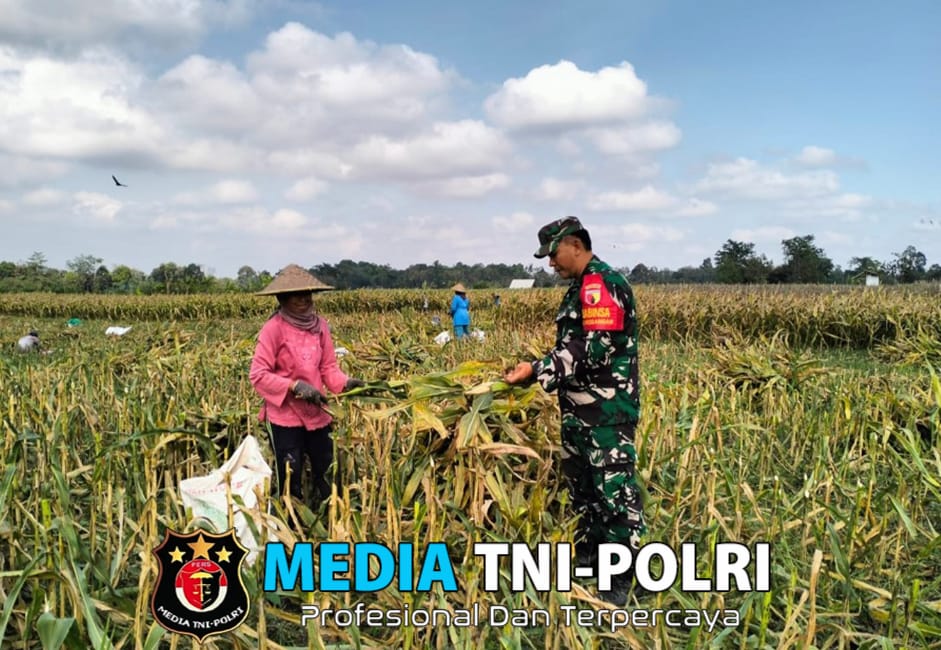 Dukung Ketahanan Pangan, Serka Sujarwo Bantu Panen Jagung Warga Desa Modangan