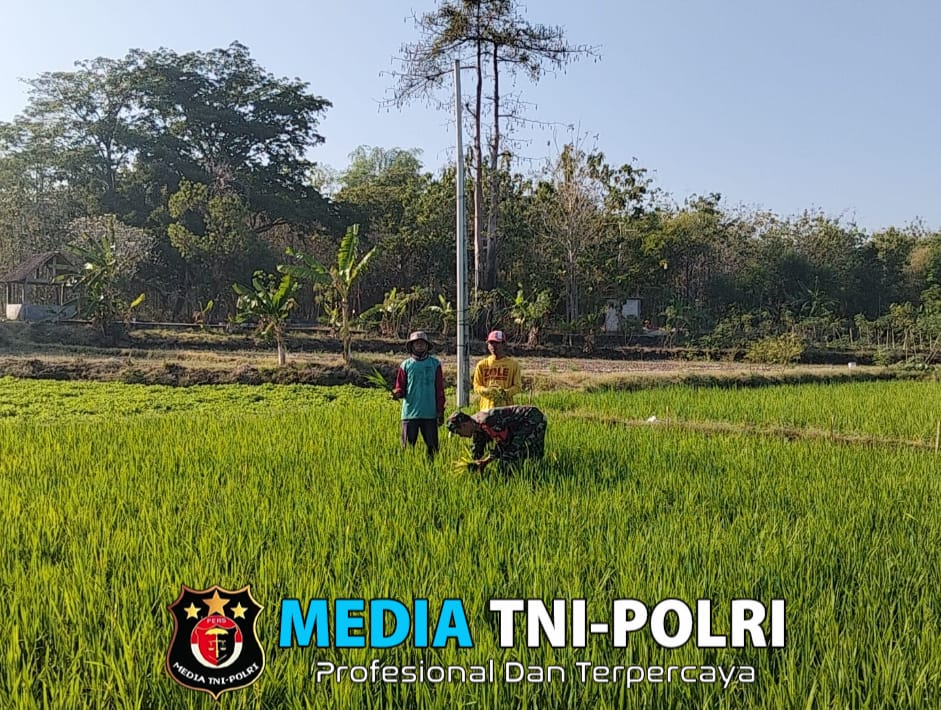 Babinsa Berikan Solusi Praktis Bantu Petani Penyiangan Gulma di Lahan Pertanian