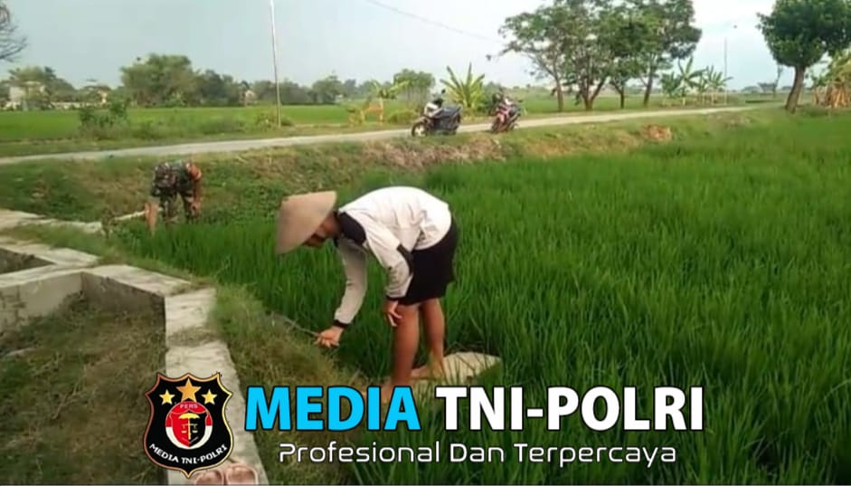 Babinsa Turun Sawah, Bantu Petani Cabut Rumput Pengganggu