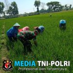 Babinsa Pengkok dan Petani Bersatu, Cabut Gulma untuk Hasil Panen yang Melimpah