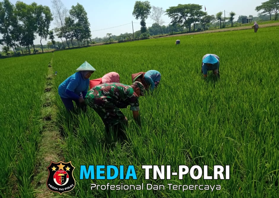 Babinsa Pengkok dan Petani Bersatu, Cabut Gulma untuk Hasil Panen yang Melimpah