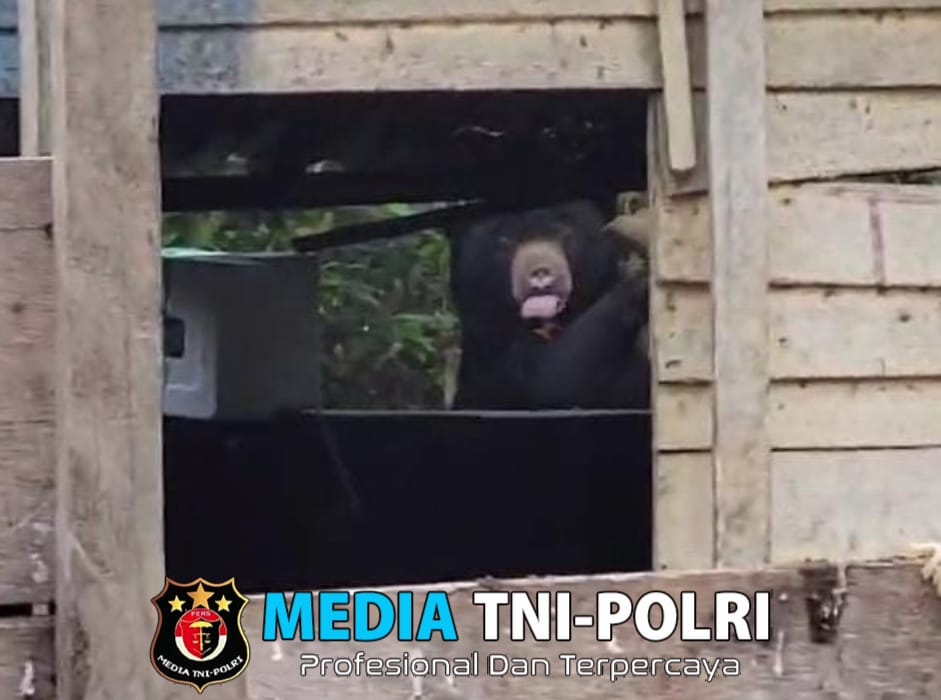 Beruang Madu Muncul di Tepi Hutan Marga, Kabid Humas Polda Lampung : Warga Diimbau Tidak Membuang Sampah Sembarangan