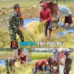 Sukseskan Ketahanan pangan, Babinsa Bantu Petani Panen Padi