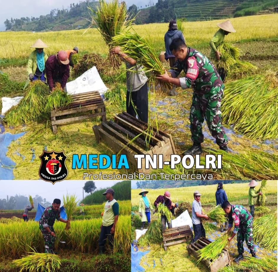 Babinsa Desa Krisik Bantu Petani Dalam Panen Padi Untuk Mendukung Ketahanan Pangan