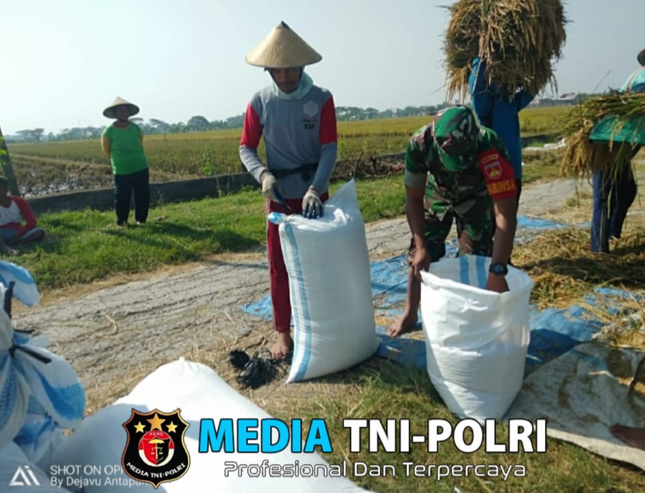 Babinsa Bertekad Wujudkan Swasembada Pangan, Bantu Panen Padi di Desa