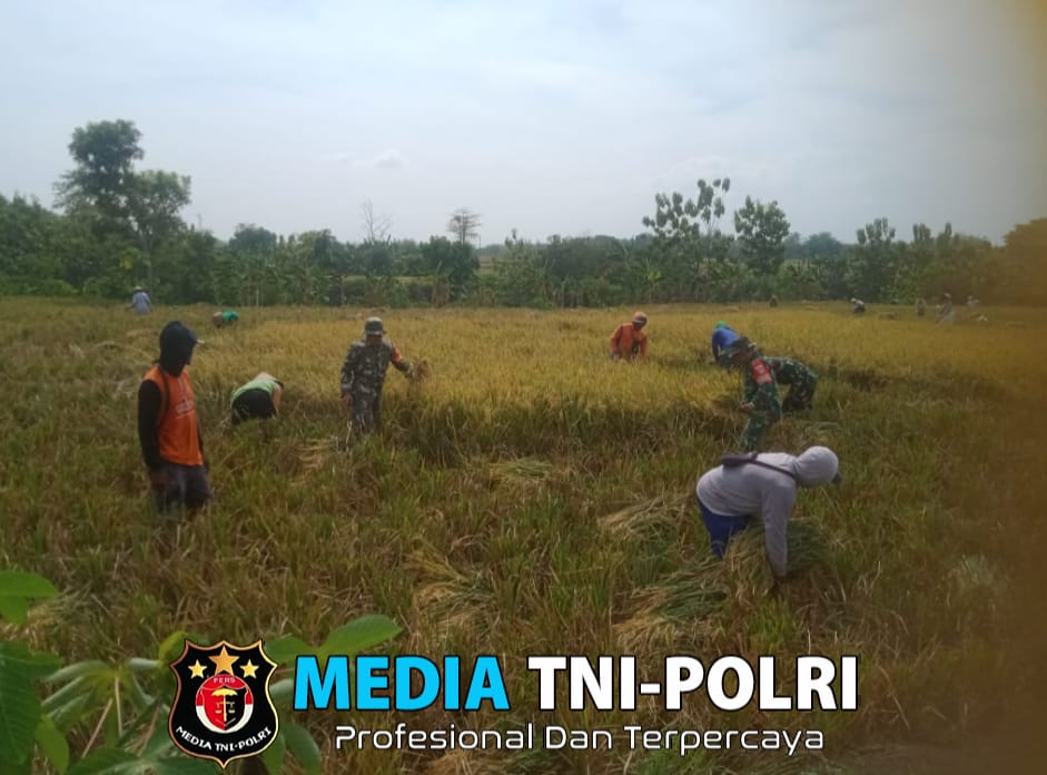 Solikin Membaur, Ikut Panen Padi Bersama Petani