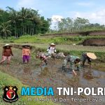 Babinsa Koramil Gandusari Bantu Poktan Barokah Tanam Padi