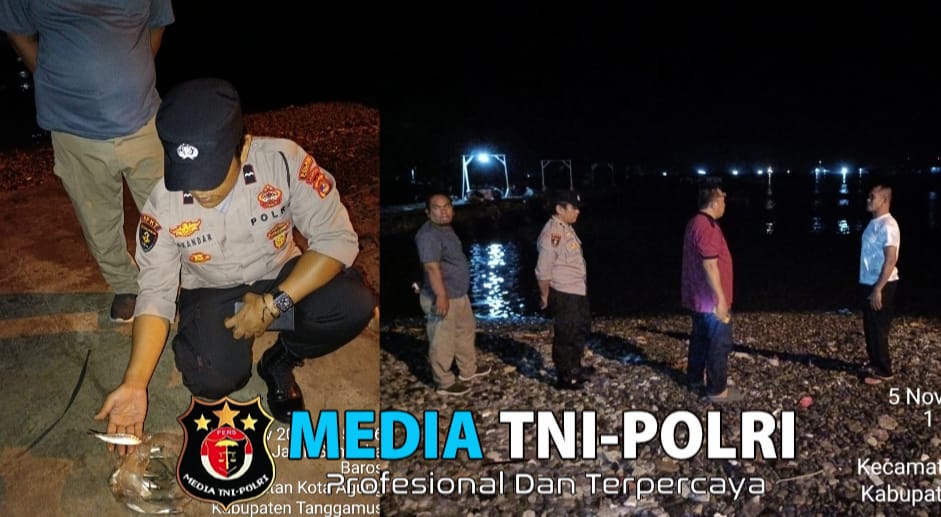 Heboh! Warga Berebut Ratusan Ikan yang Loncat ke Pantai Kota Agung Tanggamus