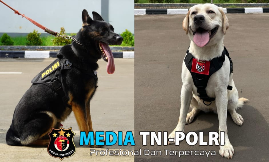 5 Anabul Andalan Pengungkap Kejahatan, dari Kasus Narkoba Hingga Lacak DPO