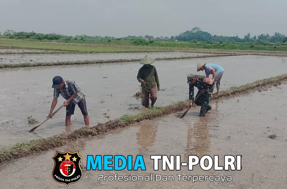 Babinsa Sertu Edi Siswanto Bantu dan Semangati Petani, Mengolah Lahan Tanam Padi di Desa Kaligrenjeng