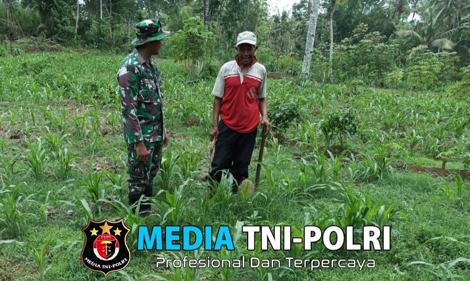 Babinsa Donomulyo Dampingi Warga Kembangkan Ketahanan Pangan