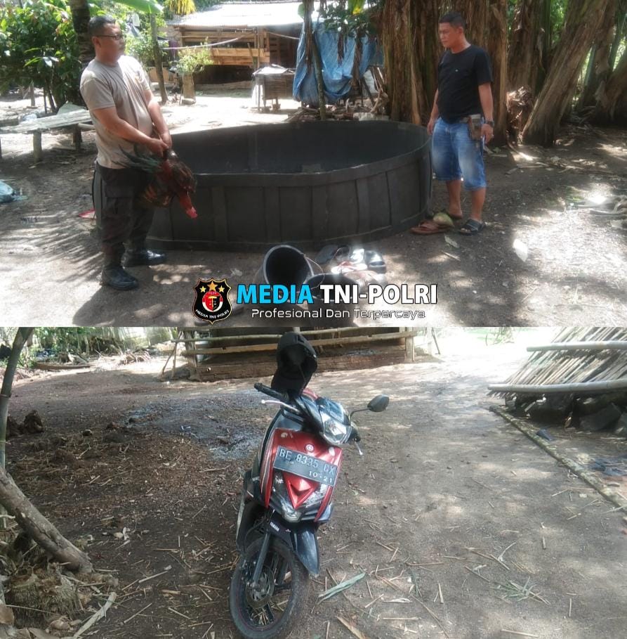 Polsek Punggur Grebek Arena Judi Sabung Ayam
