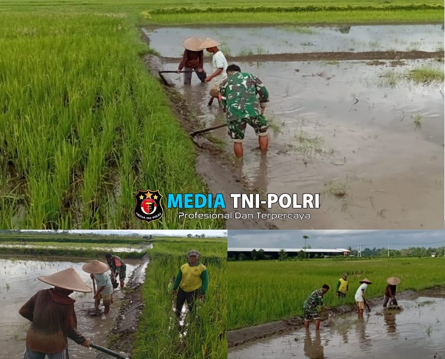 Babinsa Desa Mronjo Turun Langsung ke Sawah Bantu Petani Siapkan Lahan Tanam Padi