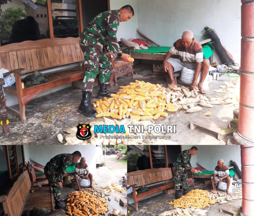 Babinsa Selo Tumbuhkan Semangat dan Motivasi Petani Jagung