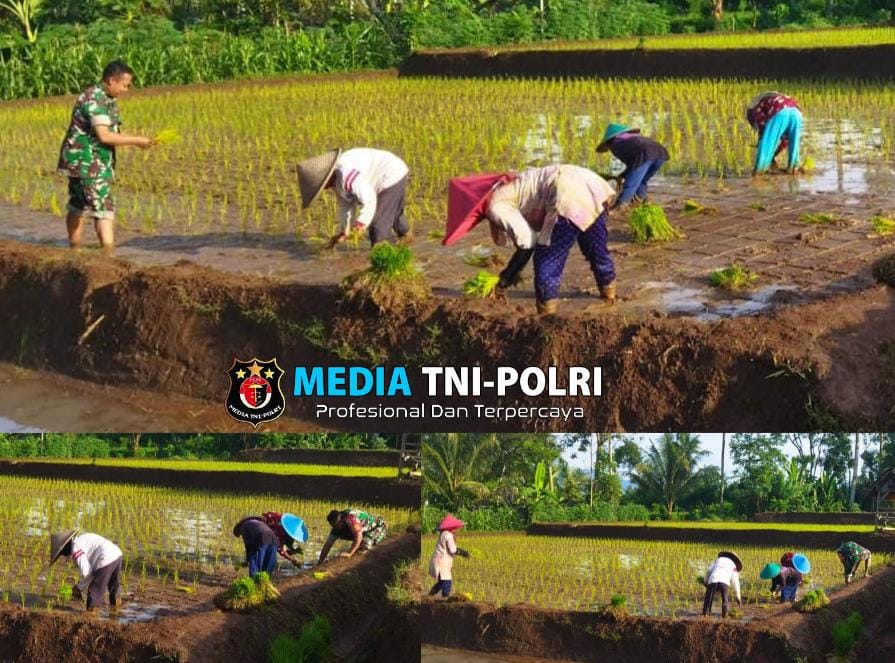 Genjot Swasembada Pangan, Babinsa Slorok Bantu Petani Tanam Padi