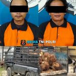 Polsek Padang Ratu Berhasil Ungkap Kasus Penggelapan Kelapa Sawit, 2 Pelaku Diamankan