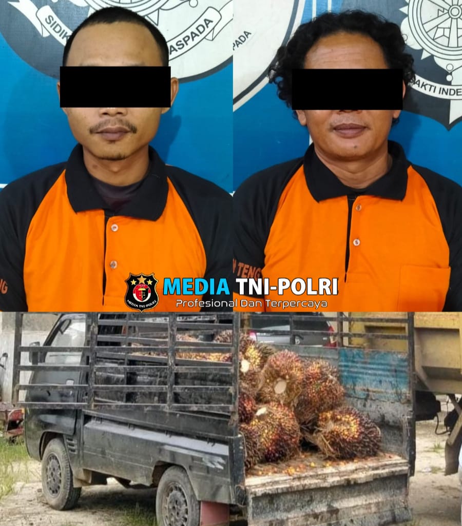 Polsek Padang Ratu Berhasil Ungkap Kasus Penggelapan Kelapa Sawit, 2 Pelaku Diamankan
