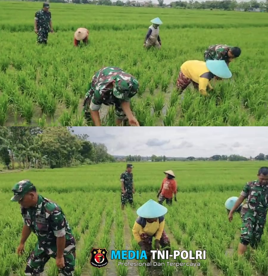 Babinsa Bersihkan Gulma yang Mengganggu Pertumbuhan Tanaman Padi