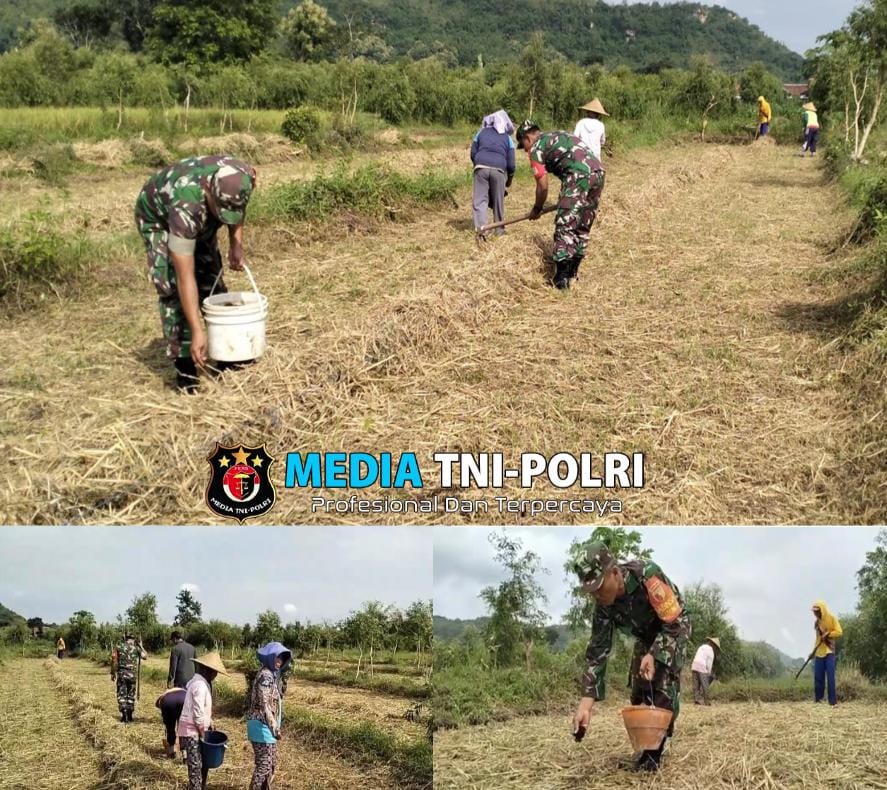 Babinsa Desa Darungan Bersama Poktan Tani Makmur Tanam Jagung di Lahan LMDH Wonoyoso