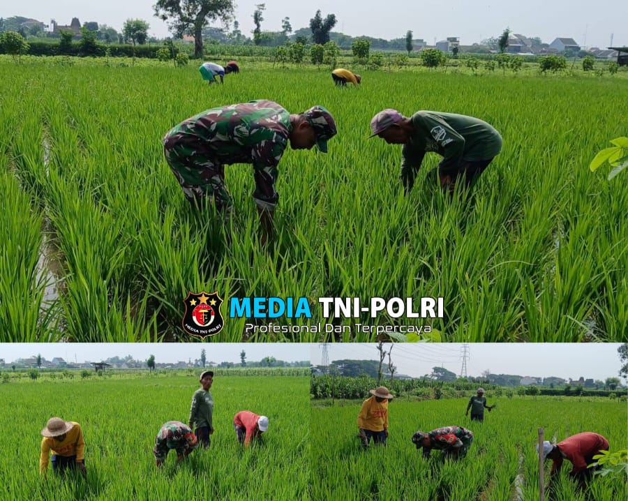 Maksimalkan Pertumbuhan Tanaman Padi, Babinsa Kelurahan Tanjungsari Bantu Petani Bersihkan Gulma