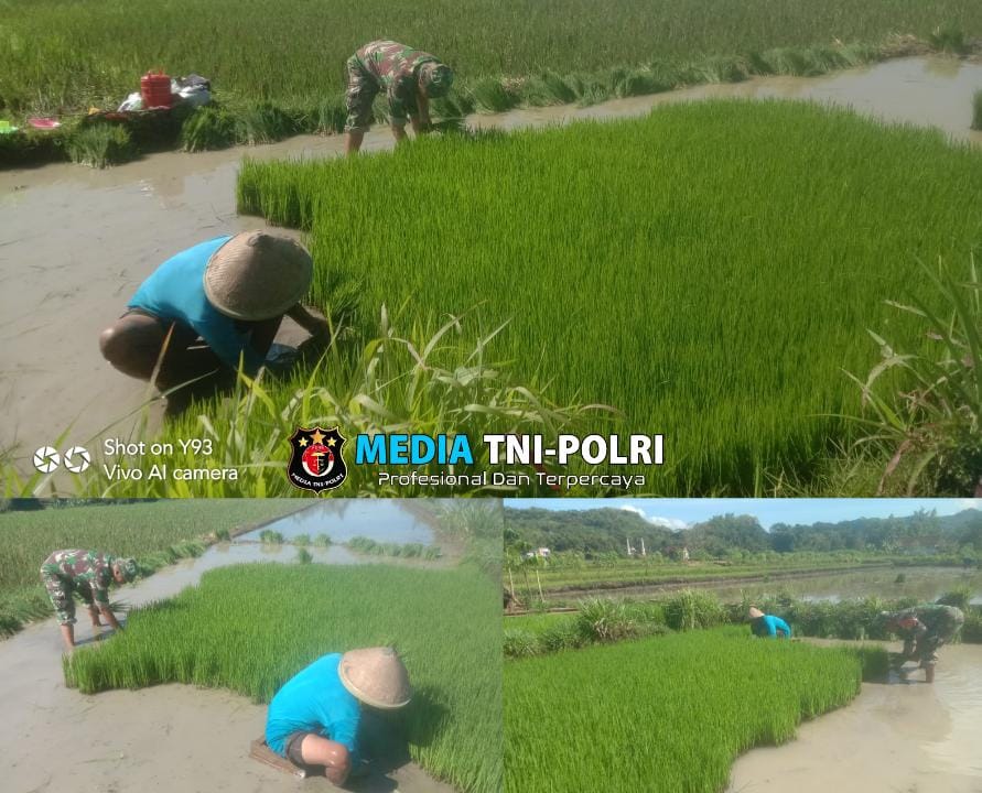Penuh Semangat Babinsa Simo Terjun Ke Sawah Bantu Petani