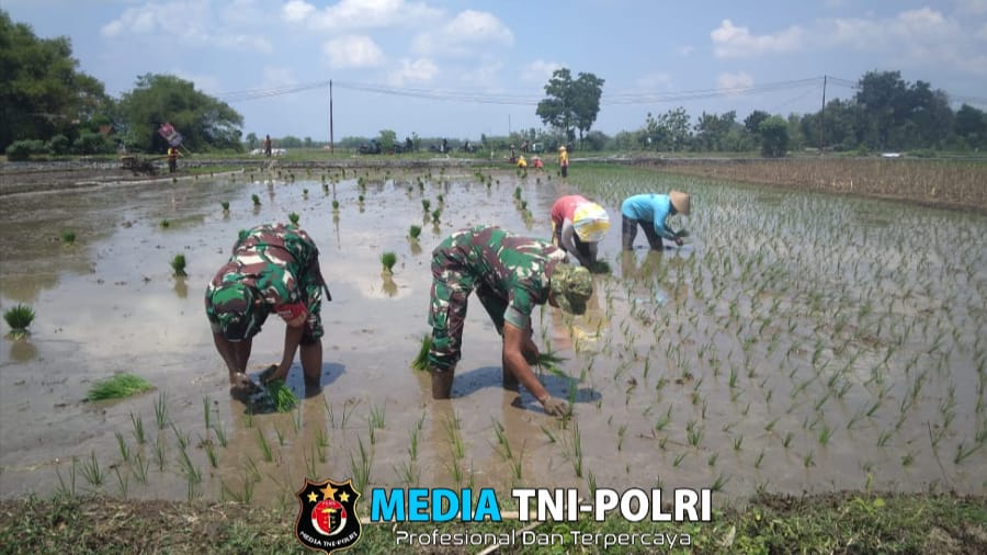 Percepat Masa Tanam Sriyatno Dampingi Petani Tanam Padi