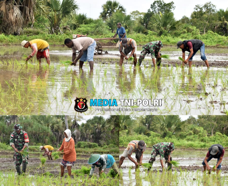 Wujudkan Swasembada Pangan, Babinsa Merauke Bantu Petani Kampung Kuper Tanam Padi