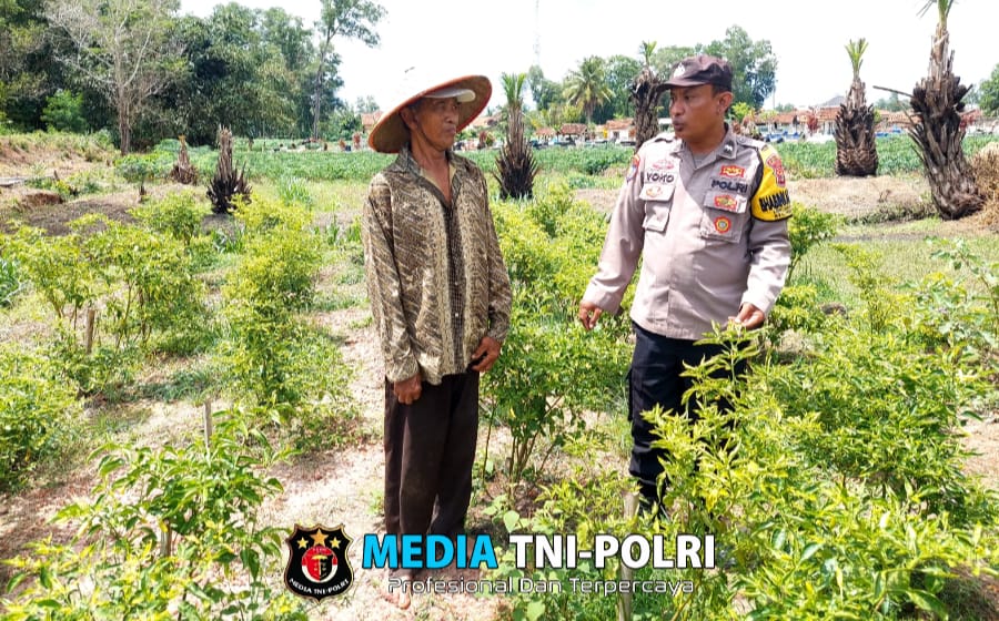 Dukung Asta Cita, Bhabinkamtibmas Polres Lampung Tengah Intensifkan Sosialisasi Ketahanan Pangan