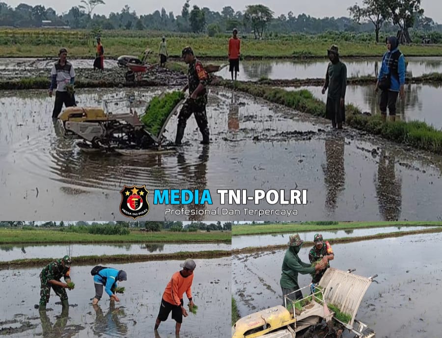 Upaya Dukung Ketahanan Pangan Wilayah, Babinsa Desa Kerjen Bantu Petani Tanam Padi