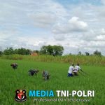 Jaga Kesuburan Tanaman Padi Babinsa Bantu Petani Cabut Rumput Di Sawah