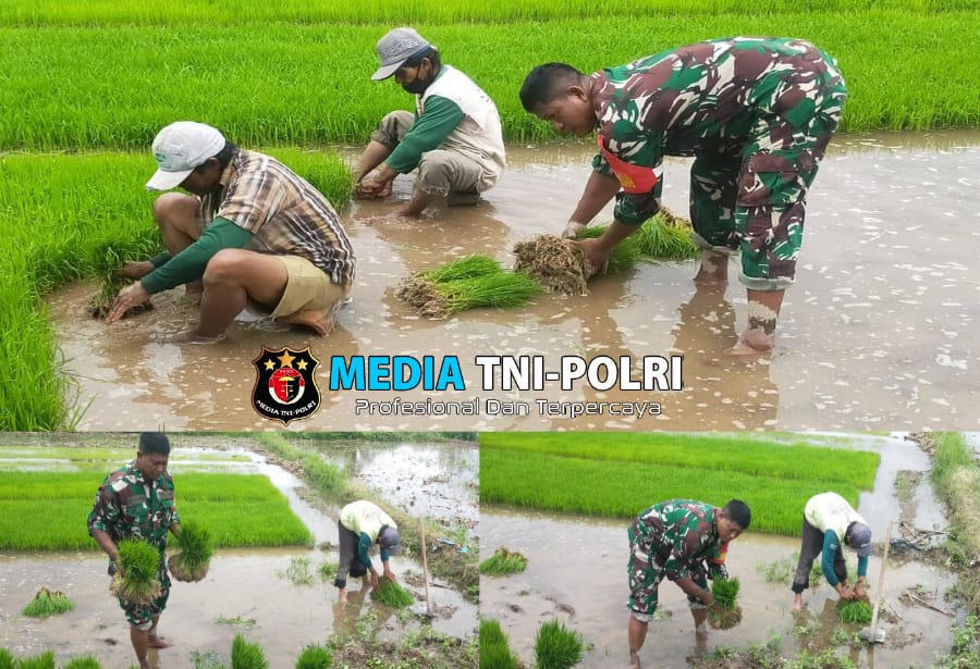 Aksi Nyata Dukung Ketahanan Pangan, Babinsa Desa Sidodadi Bantu Petani Cabut Benih Padi Siap Tanam