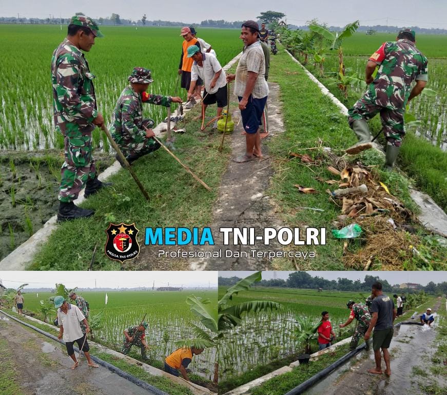Gropyokan Kurangi Hama Tikus Sawah