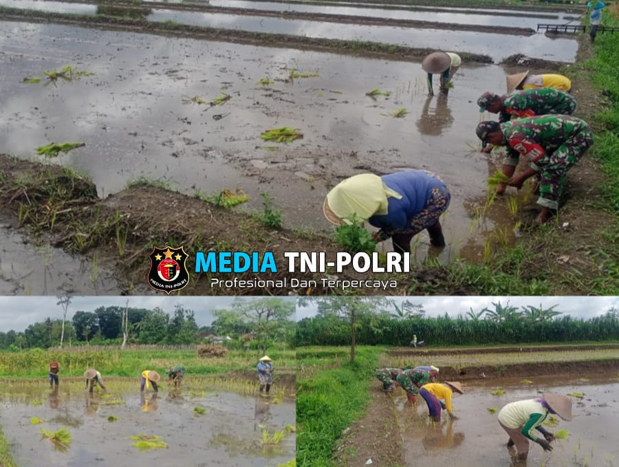 Musim Tanam Telah Tiba, Babinsa Sukosewu Aktif Bantu Petani Tanam Padi