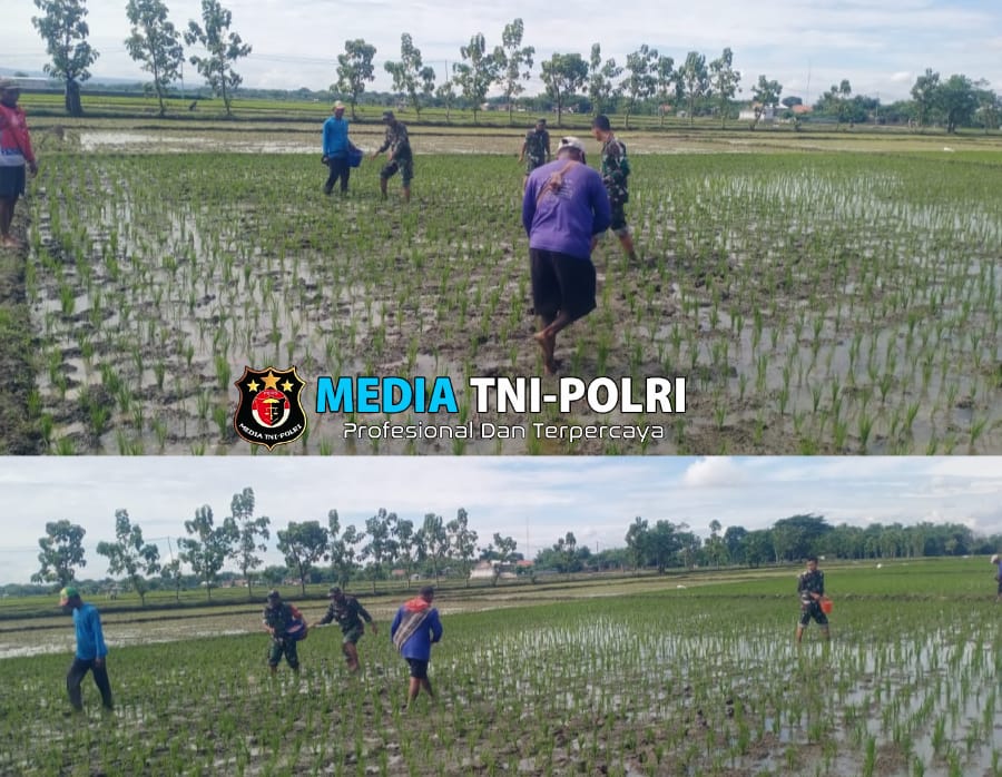 Bantu Pupuk Padi, Upaya Babinsa Dukung Ketahanan Pangan di Wilayah