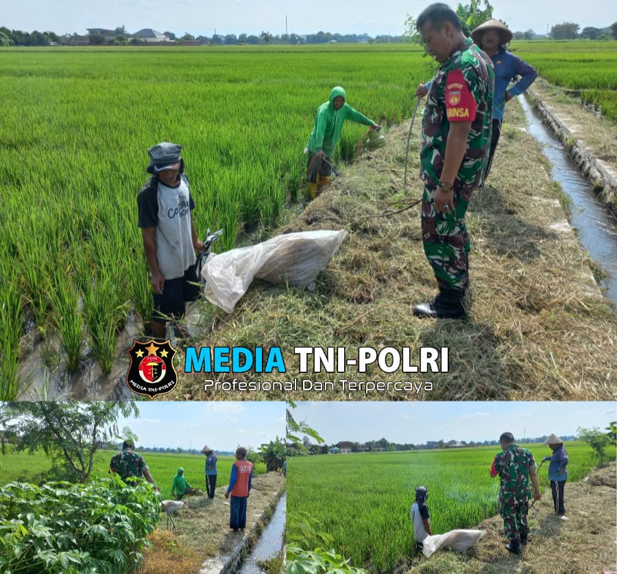 Babinsa Sawit Bersama Petani Galakkan Gropyokan Hama Tikus