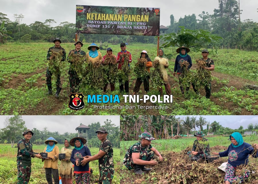 Dukung Program Ketahanan Pangan, Satgas Yonif 131/BRS Panen Kacang Tanah di Perbatasan Papua