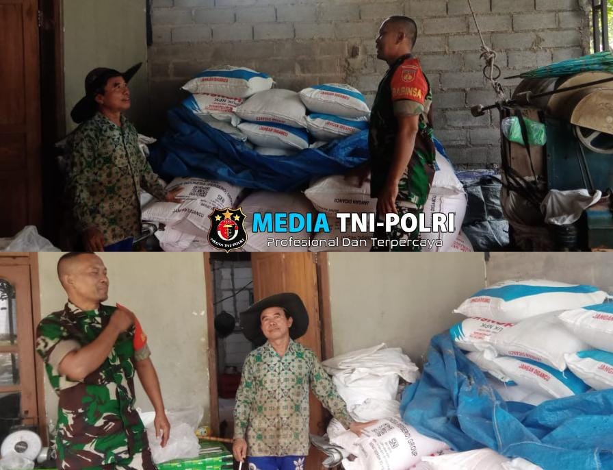Dukung Swasembada Pangan Babinsa Klego Lakukan Pengecekan Pupuk Di Desa Gondanglegi