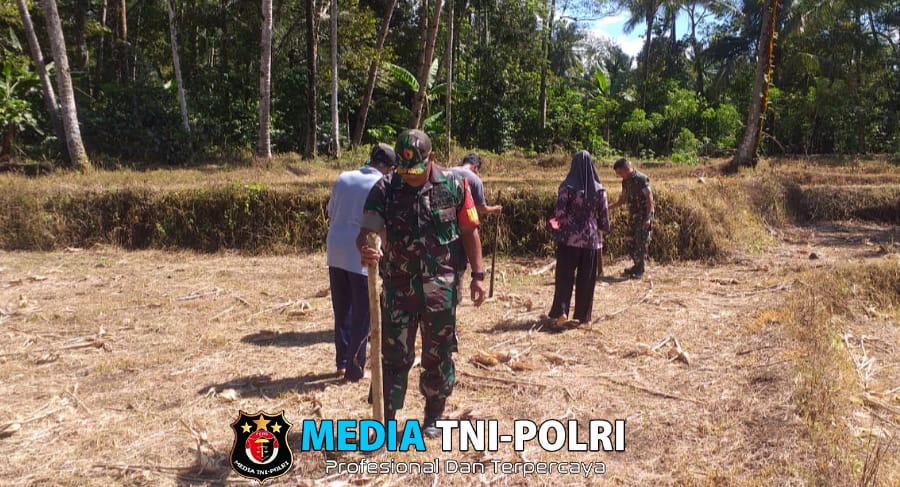 Koramil 0825/20 Songgon Dampingi Petani Tanam Jagung Wujud Dukungan untuk Ketahanan Pangan