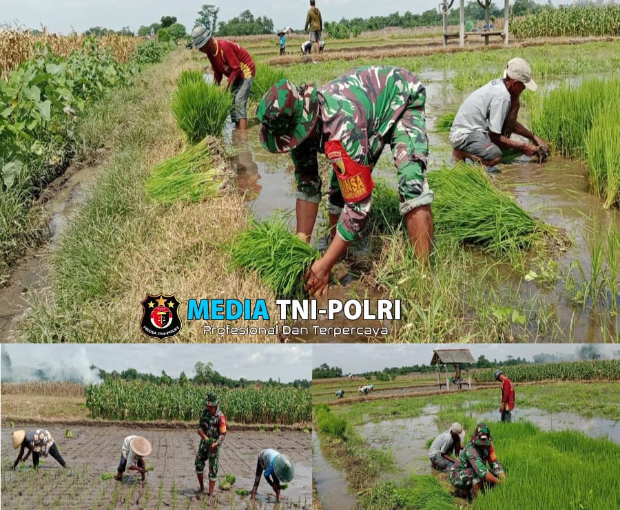 Kejar Swasembada Pangan, Babinsa Kebunduren Bantu Petani Tanam Padi
