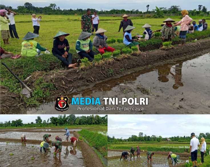 Babinsa Tawangsari Bersama PPL Dampingi Poktan Rejo Mulyo Tanam Padi