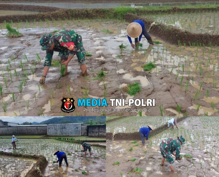 Kejar Luas Tambah Tanam, Babinsa Pagergunung Semangat Bantu Petani Tanam Padi
