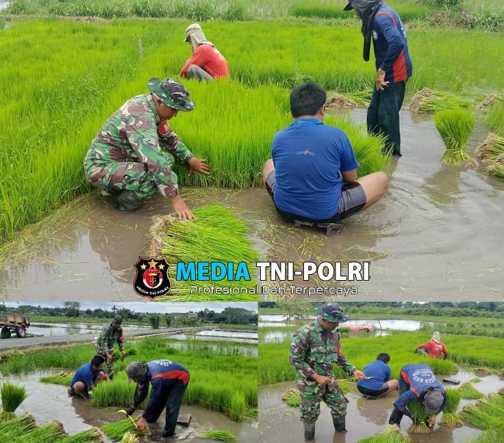 Babinsa Kaligrenjeng Dampingi Proses Perkembangan Bibit Padi Sebelum Tanam Di Wilayah Winotirto