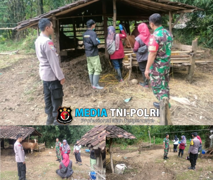 Babinsa Karanggede Kawal Vaksinasi PMK di Desa Bangkok