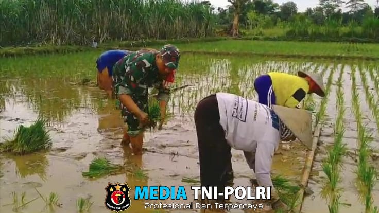 Babinsa Bendorejo Udanawu Dampingi Tanam Padi Beri Semangat Pada Poktan Maju Tani
