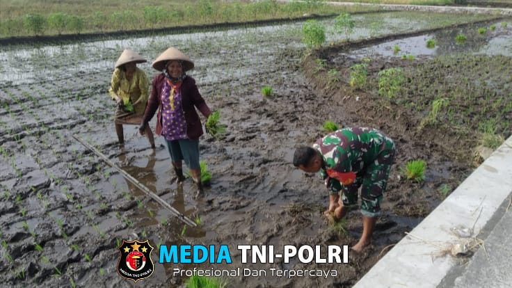 Babinsa Teras Aktif Dampingi Petani Dalam Upaya Ketahanan Pangan