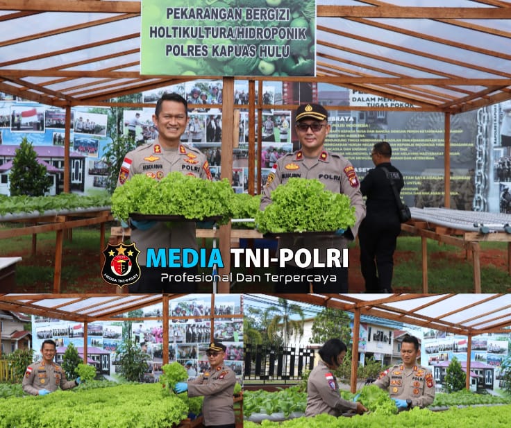 Kapolres Kapuas Hulu Panen Sayuran Hortikultura di Perkarangan Bergizi.